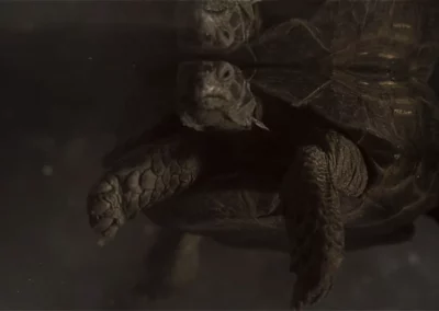 "The Turtle" - cortometraggio - 05